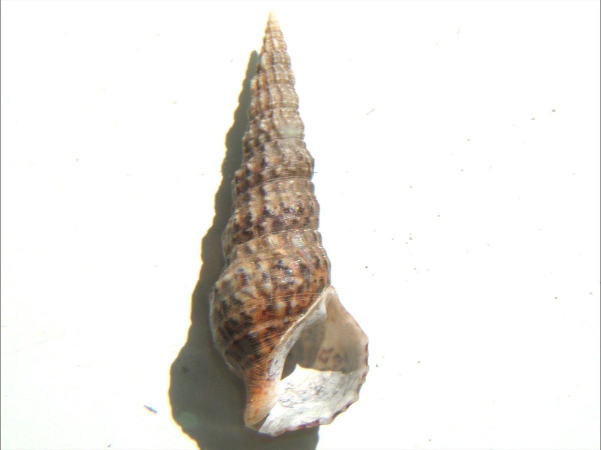 Famiglia Cerithiidae ,Genere Cerithium